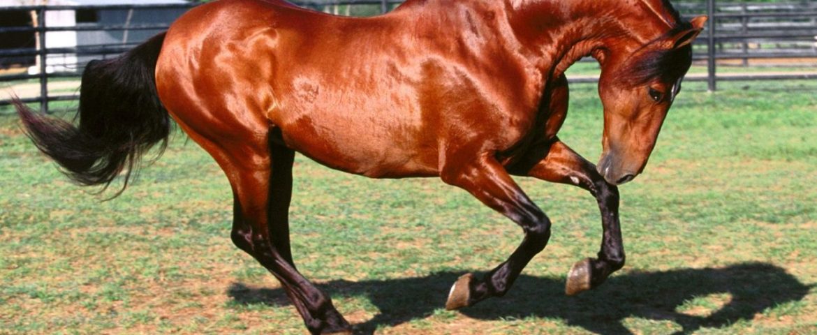 Salonul Calului 2015